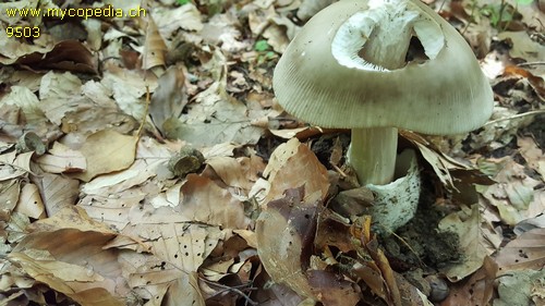 Amanita vaginata - 