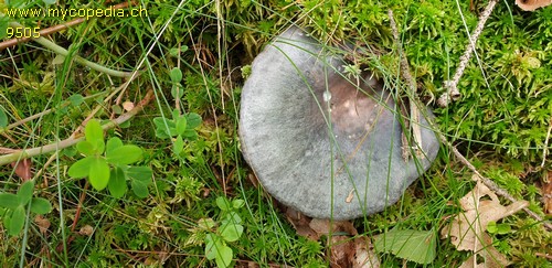 Russula cyanoxantha var. cyanoxantha - 