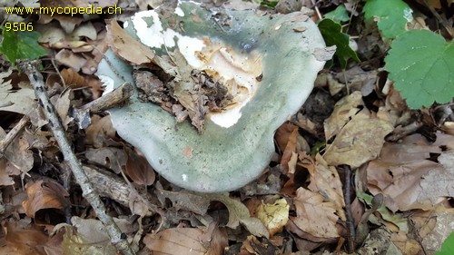 Russula cyanoxantha var. cyanoxantha - 