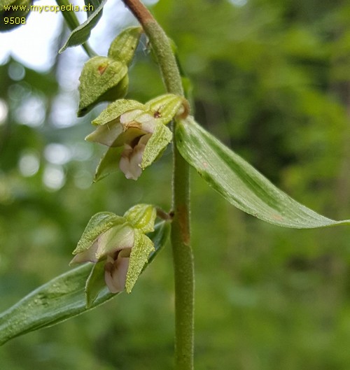 Epipactis helleborine - 