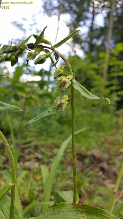 Epipactis helleborine - 