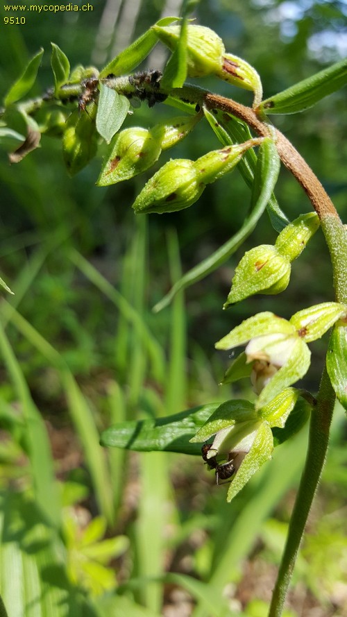 Epipactis helleborine - 