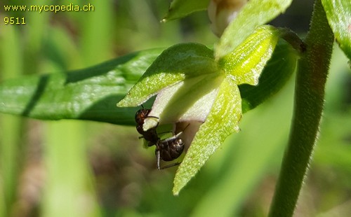 Epipactis helleborine - 