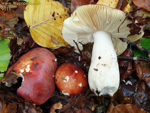 Russula romellii - 