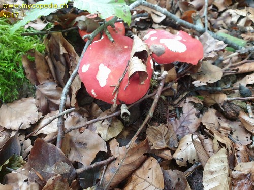 Russula rosea - 