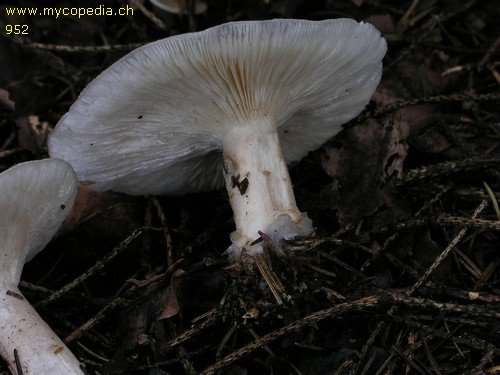 Ampulloclitocybe clavipes - 