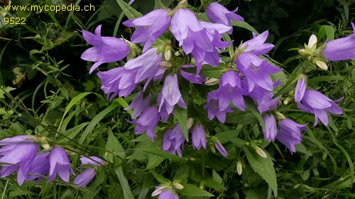 Campanula trachelium - 