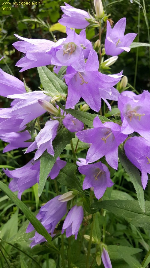 Campanula trachelium - 