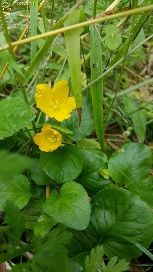 Lysimachia nummularia - 