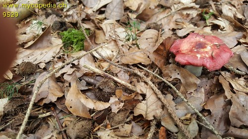 Russula emeticicolor - 