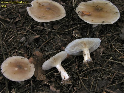 Ampulloclitocybe clavipes - 