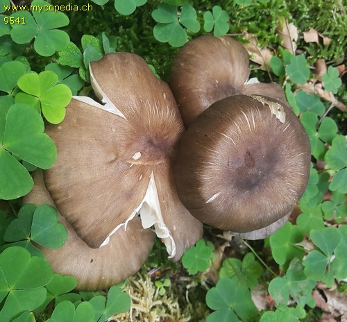 Megacollybia platyphylla - 