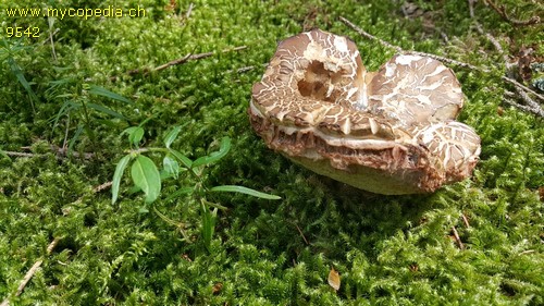 Tylopilus felleus - 