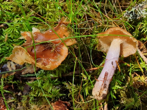 Cortinarius stillatitius - 