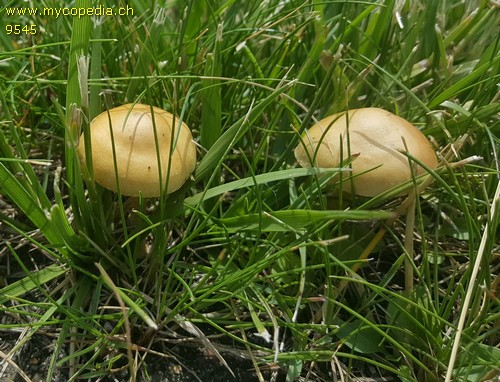 Agrocybe pediades - 