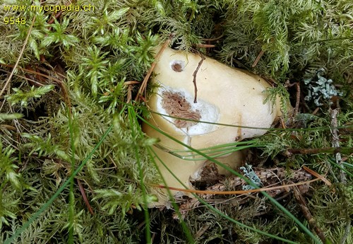 Cortinarius caperatus - 