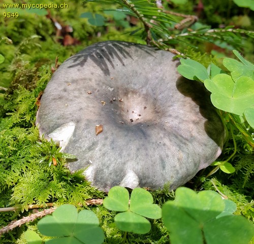 Russula cyanoxantha var. cyanoxantha - 