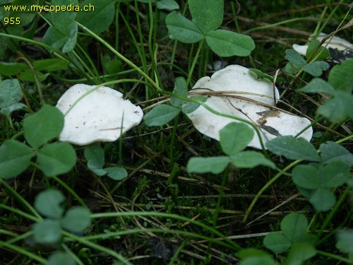 Clitocybe quisquiliarum - 