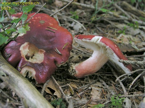 Russula xerampelina - 