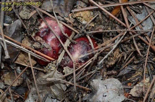 Russula amoena - 