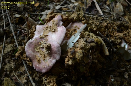 Russula queletii - 