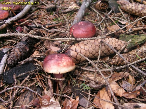 Russula sardonia - 