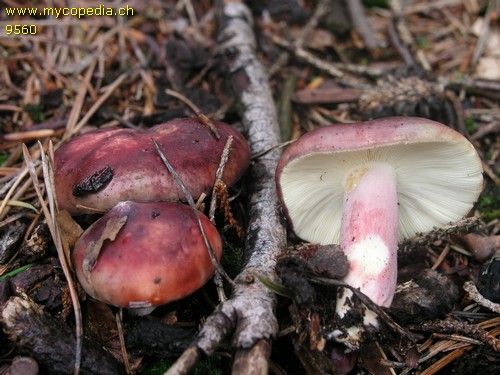 Russula sardonia - 