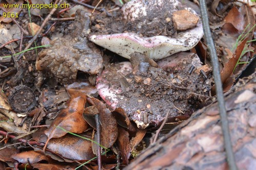 Russula queletii - 