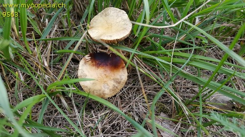 Agrocybe pediades - Mycel - 