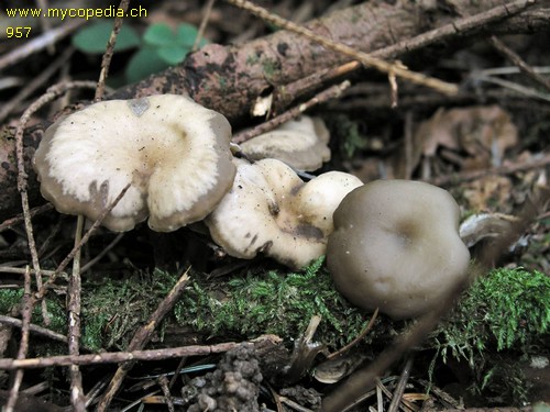 Clitocybe metachroa - 