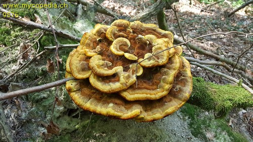 Phaeolus schweinitzii - 