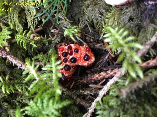 Hydnellum peckii - 