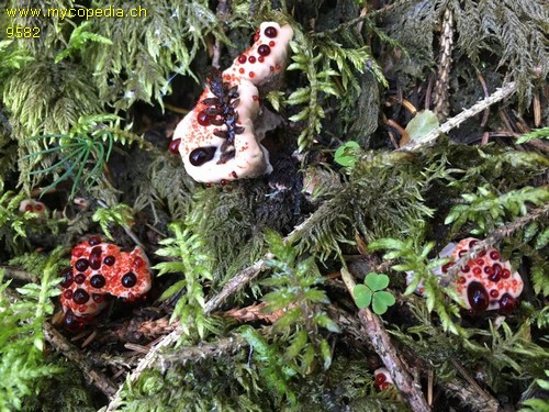 Hydnellum peckii - 