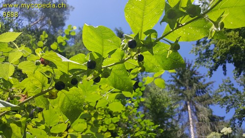 Atropa belladonna - 