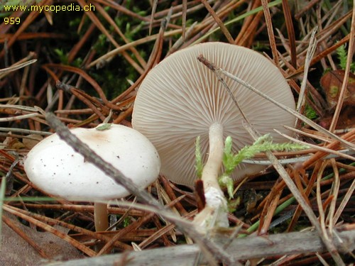 Clitocybe fragrans - 