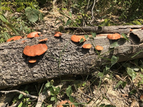 Ganoderma lucidum - 