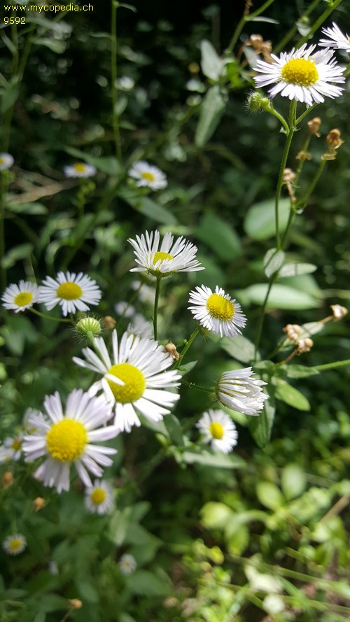 Erigeron annuus - 