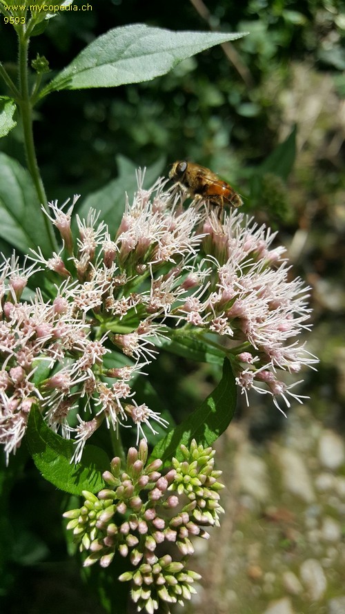 Eupatorium cannabinum - 