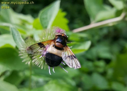 Leucozona lucorum - 