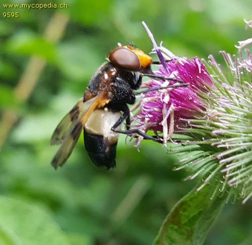 Leucozona lucorum - 