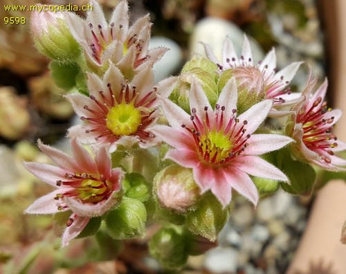 Sempervivum tectorum spp tectorum - 