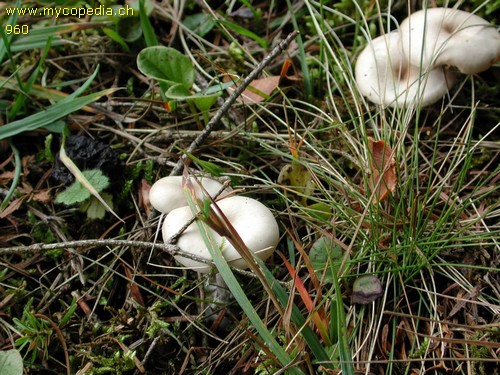 Clitocybe vibecina - 