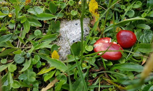 Russula nana - 