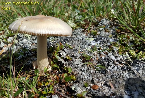 Amanita nivalis - 