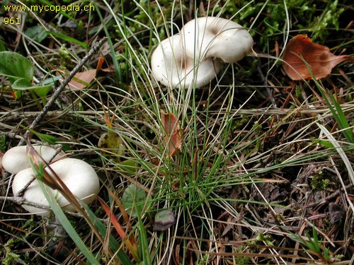 Clitocybe vibecina - 