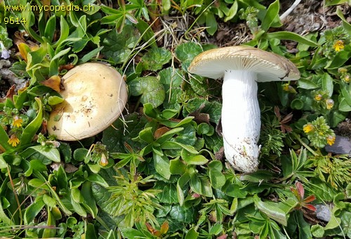 Russula pascua - 