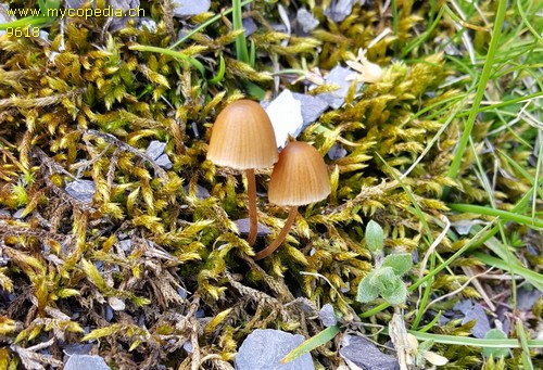 Conocybe ochrostriata var. favrei - 