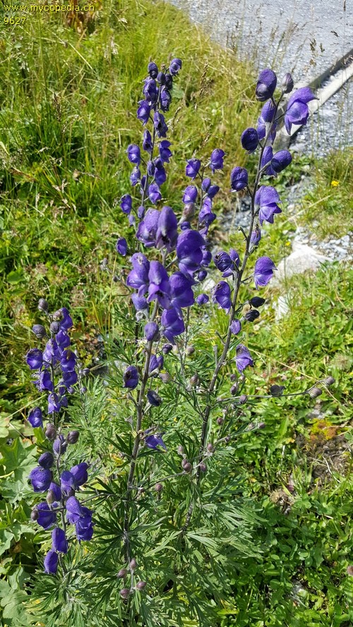 Aconitum napellus - 