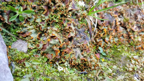 Peltigera venosa - 