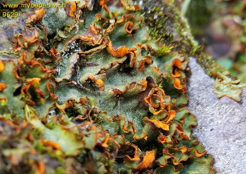 Peltigera venosa - 